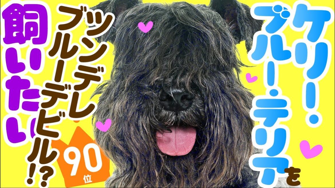 ❤️人気90位【ケリー・ブルー・テリアってどんな犬？】子犬の価格や性格、寿命、飼いやすさは？ カワイイ動画でチェック！