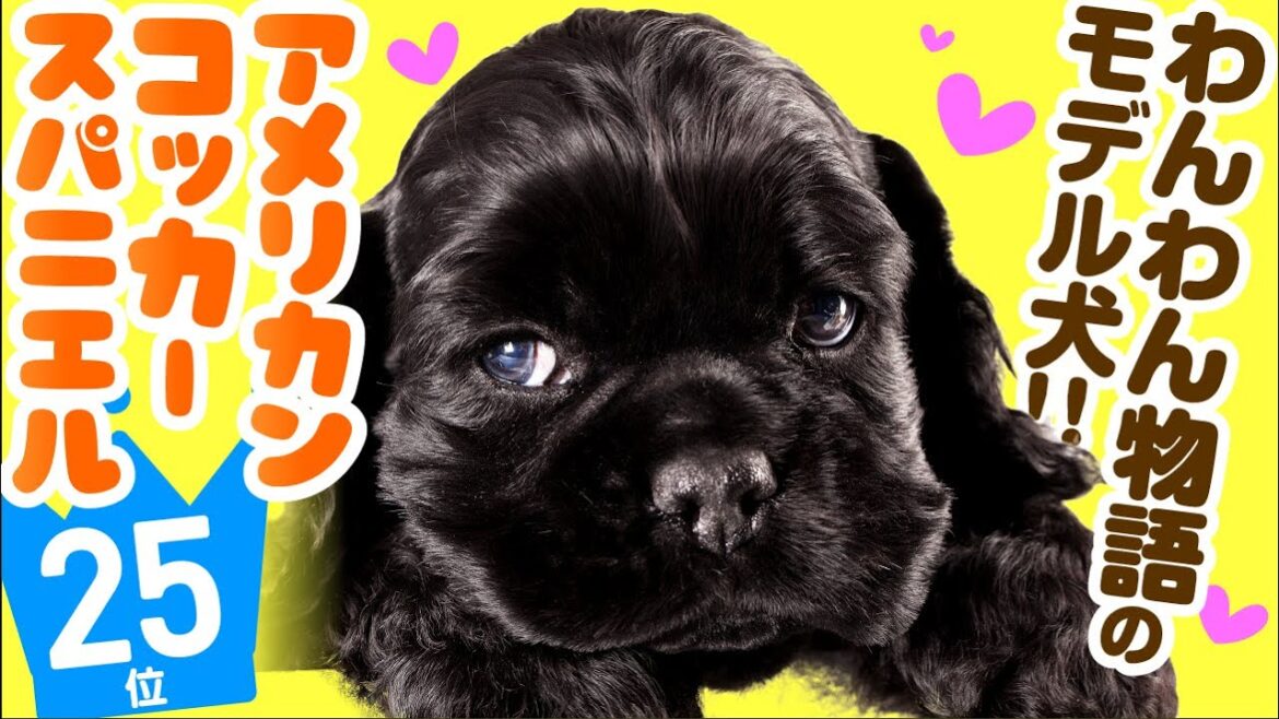 ❤️人気25位【アメリカン・コッカー・スパニエルってどんな犬？】子犬の価格や性格、寿命、飼いやすさは？ カワイイ動画でチェック！
