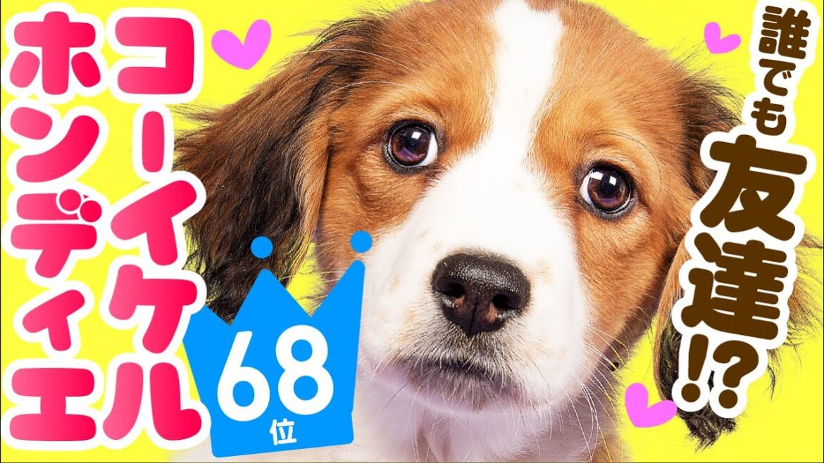 ❤️人気68位【コーイケルホンディエってどんな犬？】子犬の価格や性格、寿命、飼いやすさは？ カワイイ動画でチェック！