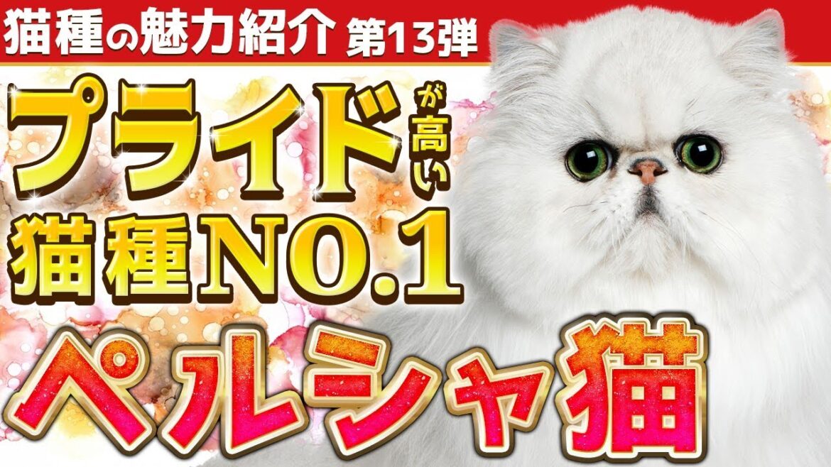 【気品+ゴージャス+可愛い!!】猫種の魅力紹介第13弾！ペルシャ猫編,飼い方やお悩み部分も猫ブリーダーがご紹介！