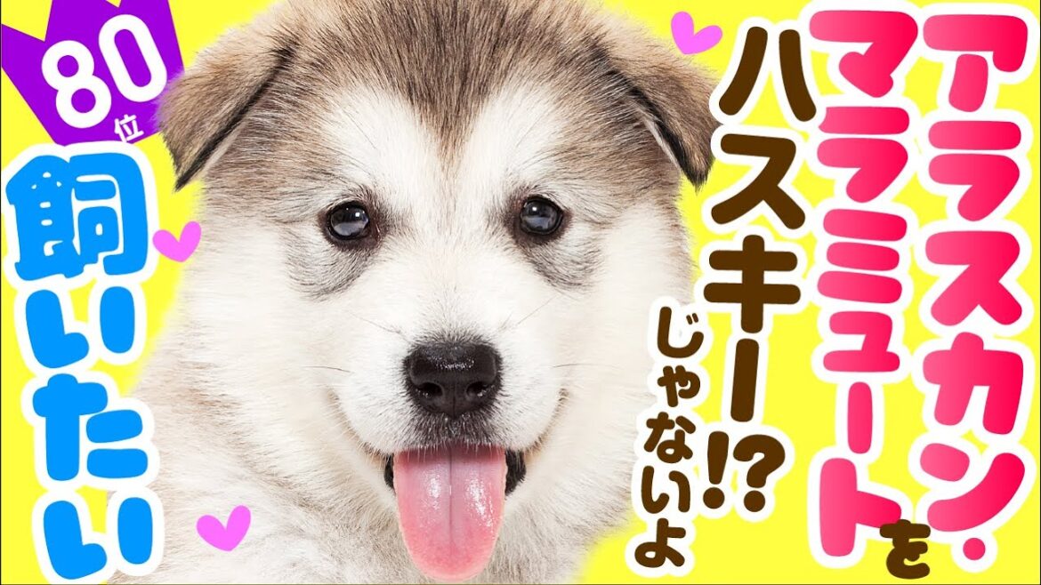 ❤️人気80位【アラスカン・マラミュートってどんな犬？】子犬の価格や性格、寿命、飼いやすさは？ カワイイ動画でチェック！
