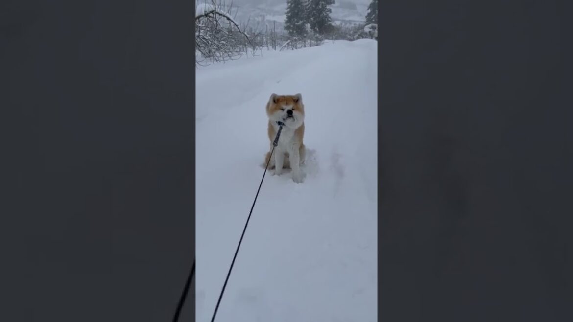 吹雪でも帰りたくない！秋田犬のまる。