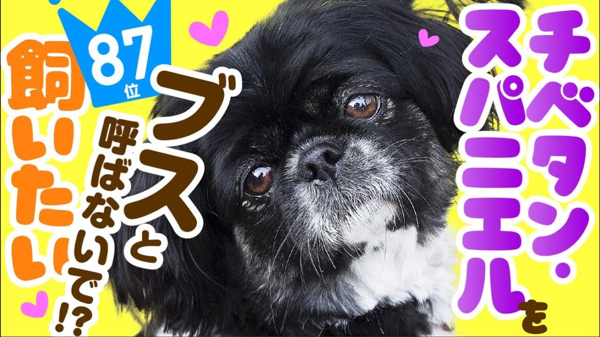 ❤️人気87位【チベタン・スパニエルってどんな犬？】子犬の価格や性格、寿命、飼いやすさは？ カワイイ動画でチェック！