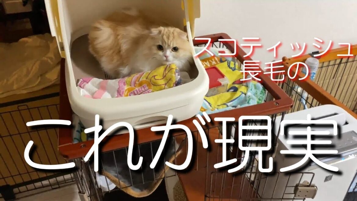 episode47スコティッシュフォールド長毛を検討している方に見てほしい episode47スコティッシュフォールド長毛を検討している方に見てほしい