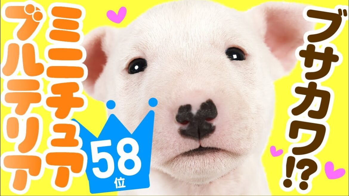 ❤️人気58位【ミニチュア・ブル・テリアってどんな犬？】子犬の価格や性格、寿命、飼いやすさは？ カワイイ動画でチェック！