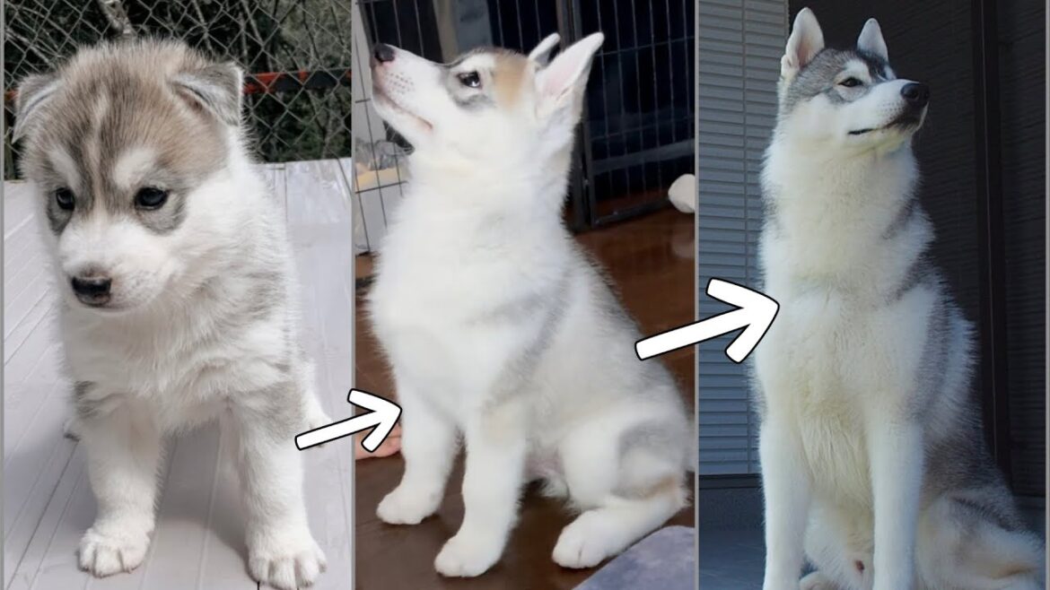 驚異的なスピードで進化していくシベリアンハスキー【成長記録】 驚異的なスピードで進化していくシベリアンハスキー【成長記録】
