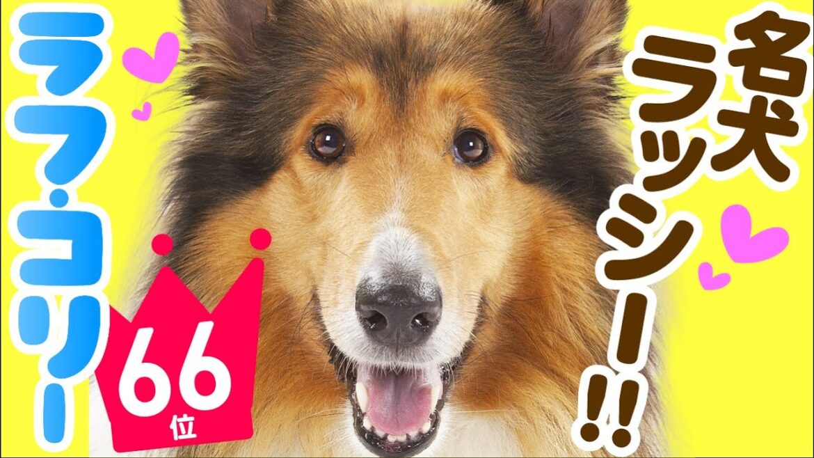 ❤️人気66位【ラフ・コリーってどんな犬？】子犬の価格や性格、寿命、飼いやすさは？ カワイイ動画でチェック！