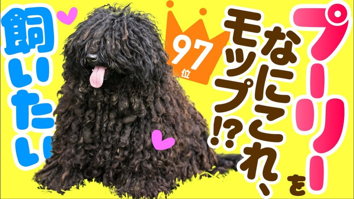 ❤️人気97位【プーリーってどんな犬？】子犬の価格や性格、寿命、飼いやすさは？ カワイイ動画でチェック！