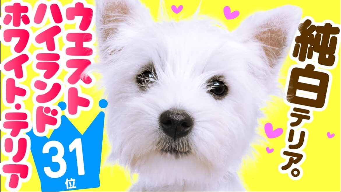 ❤️人気31位【ウエスト・ハイランド・ホワイト・テリアってどんな犬?】子犬の価格や性格、寿命、飼いやすさは? カワイイ動画でチェック! ❤️人気31位【ウエスト・ハイランド・ホワイト・テリアってどんな犬?】子犬の価格や性格、寿命、飼いやすさは? カワイイ動画でチェック!