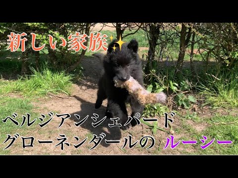 また家族が増えました!「ベルジアンシェパードグローネンダール」「ジャーマンシェパード」「ホワイトスイスシェパード」#ジャーマンシェパード  #ホワイトスイスシェパード #グローネンダール また家族が増えました!「ベルジアンシェパードグローネンダール」「ジャーマンシェパード」「ホワイトスイスシェパード」#ジャーマンシェパード  #ホワイトスイスシェパード #グローネンダール