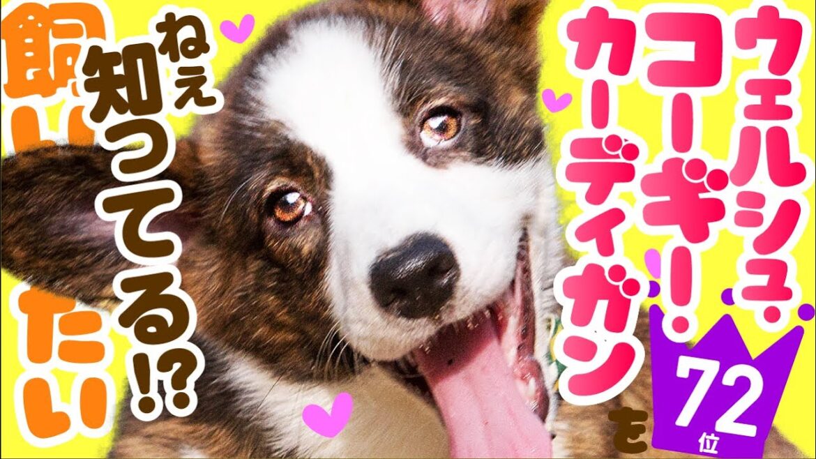 ❤️人気72位【ウェルシュ・コーギー・カーディガンってどんな犬？】子犬の価格や性格、寿命、飼いやすさは？ カワイイ動画でチェック！