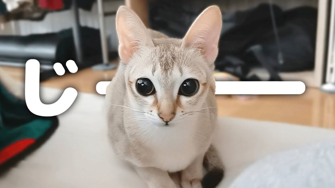 朝何度も起こしに来るネコ【シンガプーラ】