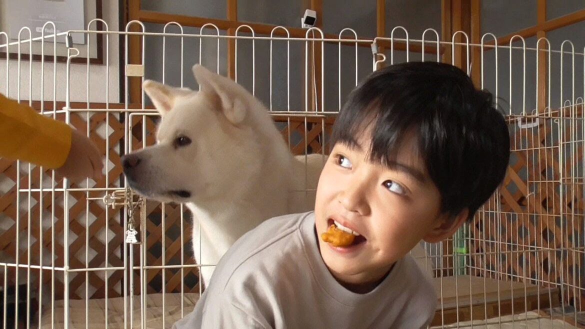 【秋田犬ゆうき】朝食まで大人しくしたいがお兄ちゃんたちが賑やか過ぎるので我慢できない【akita dog】
