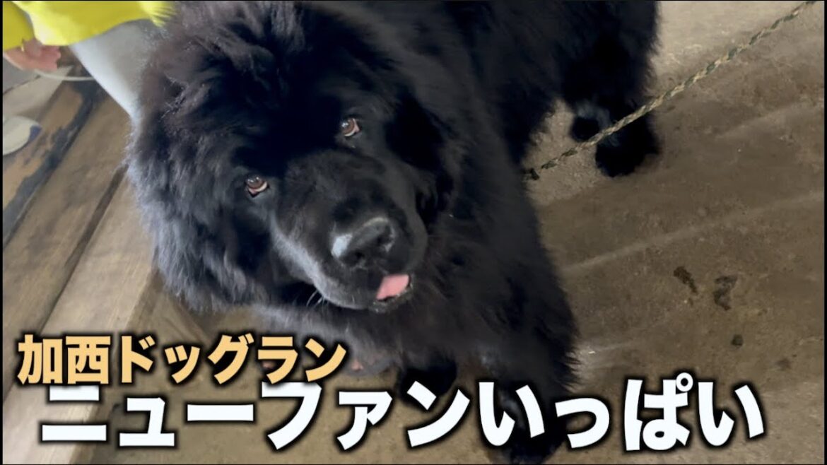 ニューファンドランドたくさん触れ合ってきました！