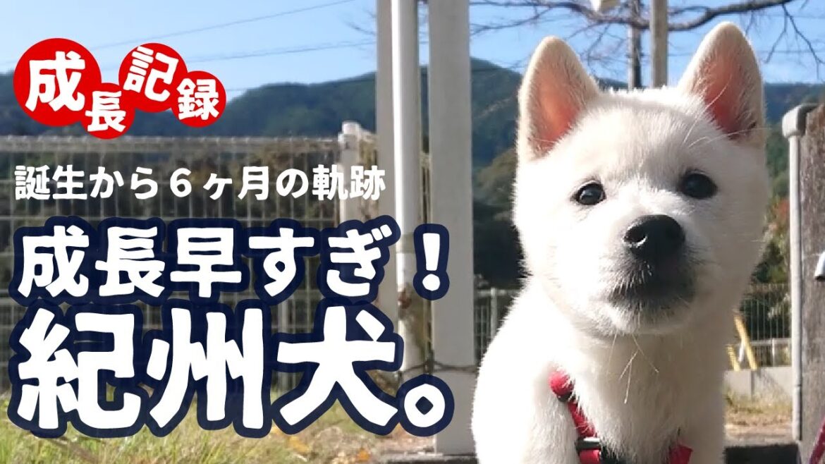 【紀州犬】子犬から6ヶ月の成長記録。山小屋での活躍に期待。田舎暮らし/山小屋/日本犬 【紀州犬】子犬から6ヶ月の成長記録。山小屋での活躍に期待。田舎暮らし/山小屋/日本犬