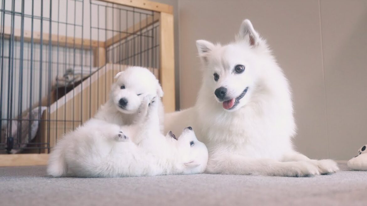 子犬が生まれました。【日本スピッツの赤ちゃん犬】