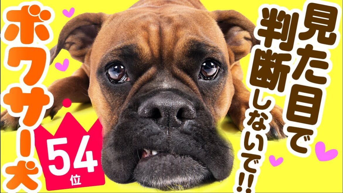 ❤️人気54位【ボクサーってどんな犬？】子犬の価格や性格、寿命、飼いやすさは？ カワイイ動画でチェック！