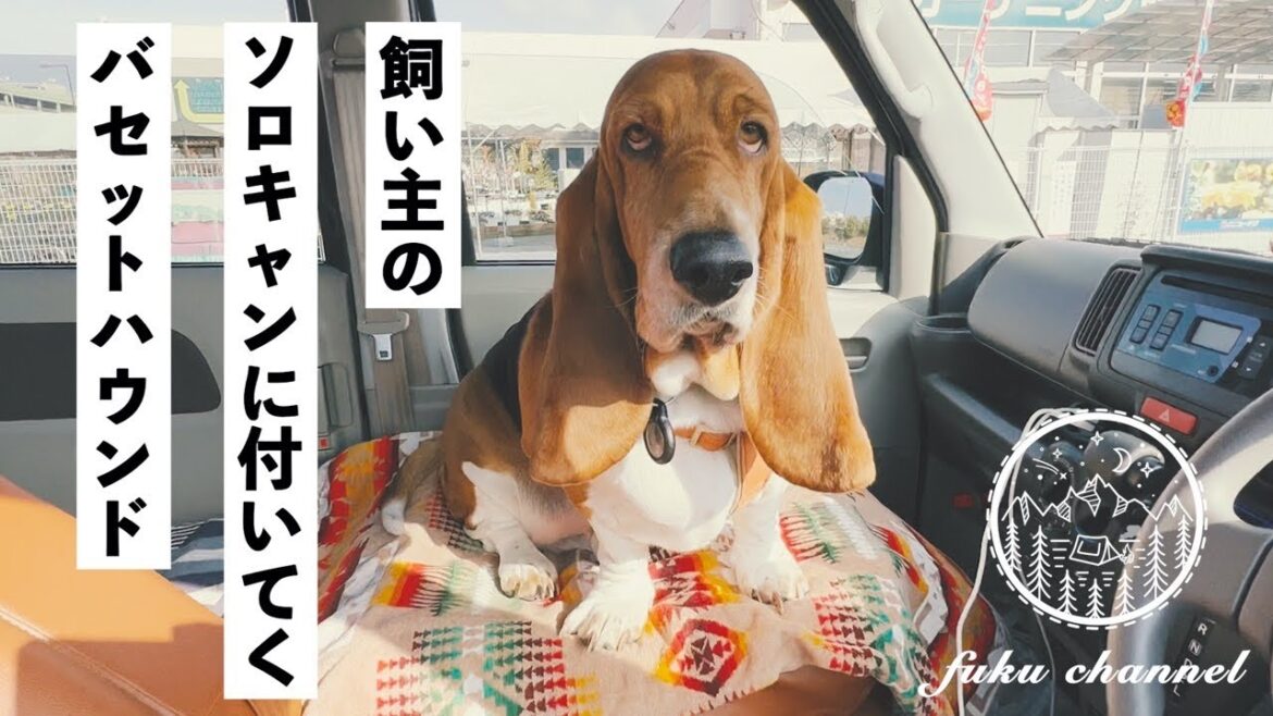 #89 飼い主のソロキャンに付いてくバセットハウンド【あられさん笠置で町ぶら】
