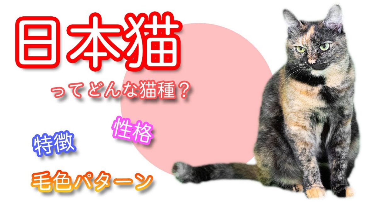 日本猫ってどんな猫種？性格、特徴、毛色パターンなど解説！