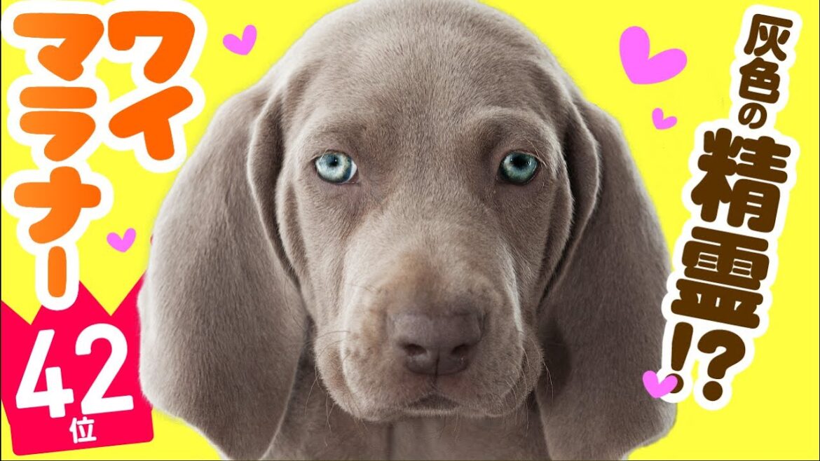❤️人気42位【ワイマラナーってどんな犬?】子犬の価格や性格、寿命、飼いやすさは? カワイイ動画でチェック! ❤️人気42位【ワイマラナーってどんな犬?】子犬の価格や性格、寿命、飼いやすさは? カワイイ動画でチェック!