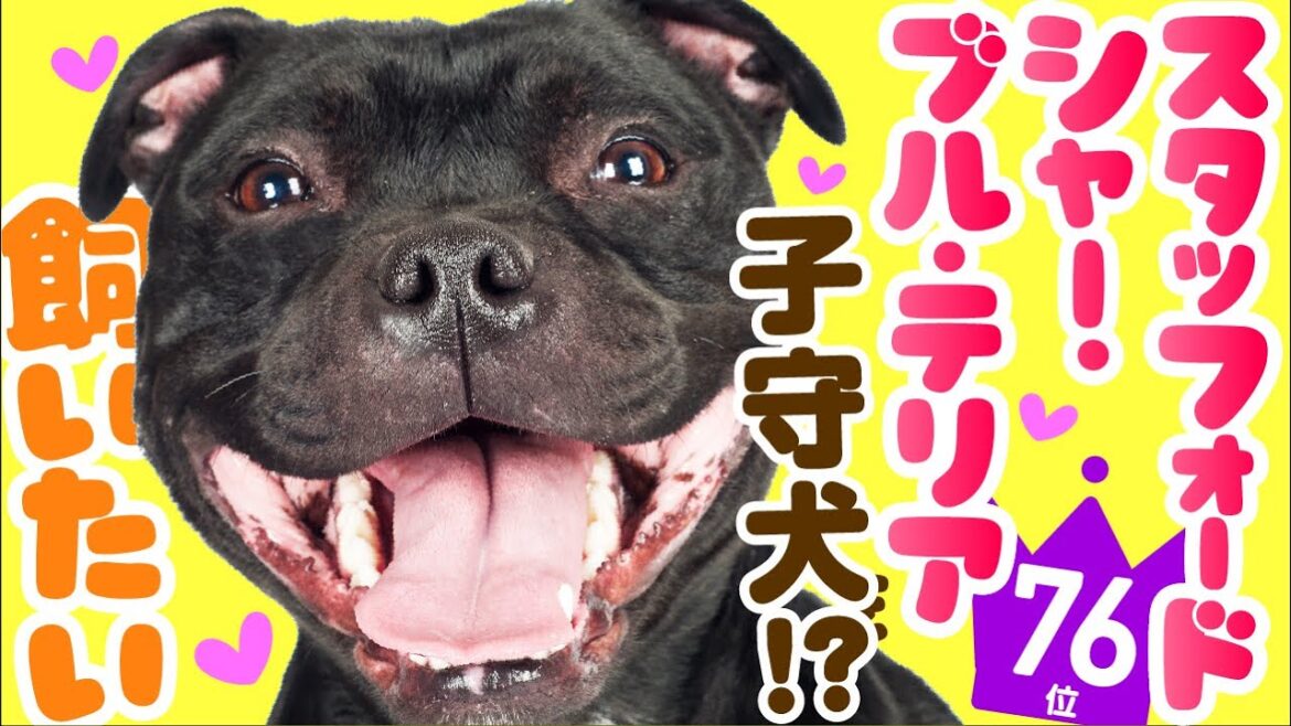 ❤️人気76位【スタッフォードシャー・ブル・テリアってどんな犬？】子犬の価格や性格、寿命、飼いやすさは？ カワイイ動画でチェック！