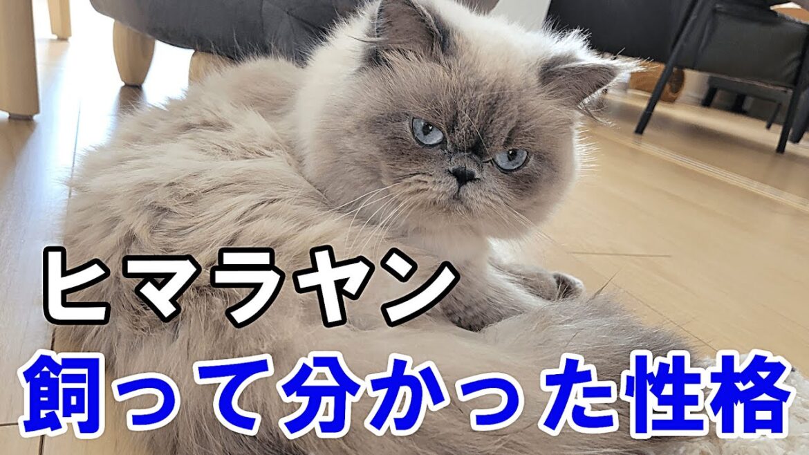ヒマラヤンの性格は？実際に飼って分かった特徴を紹介