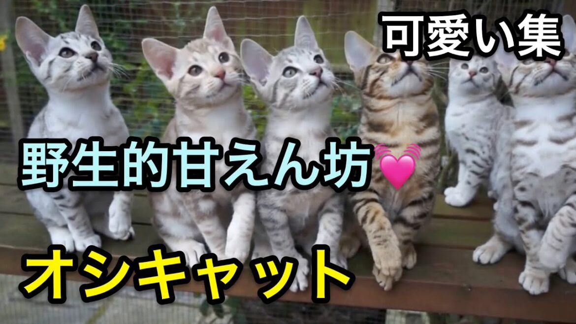 【オシキャット】野生的なルックスの甘えん坊！可愛いシーン集！【猫】