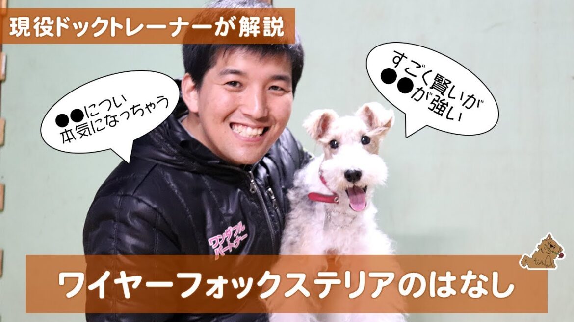 すごく●●でおもちゃに本気になるワイヤーフォックステリアの話　どんな犬？飼い方？特徴は？現役ドックトレーナーの犬種紹介（Wire Fox Terrier）