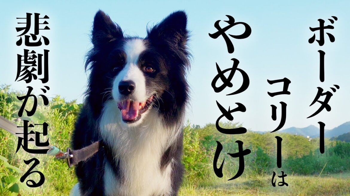 飼う前に知ってほしい事【ボーダーコリーが飼いにくい点7選】 飼う前に知ってほしい事【ボーダーコリーが飼いにくい点7選】