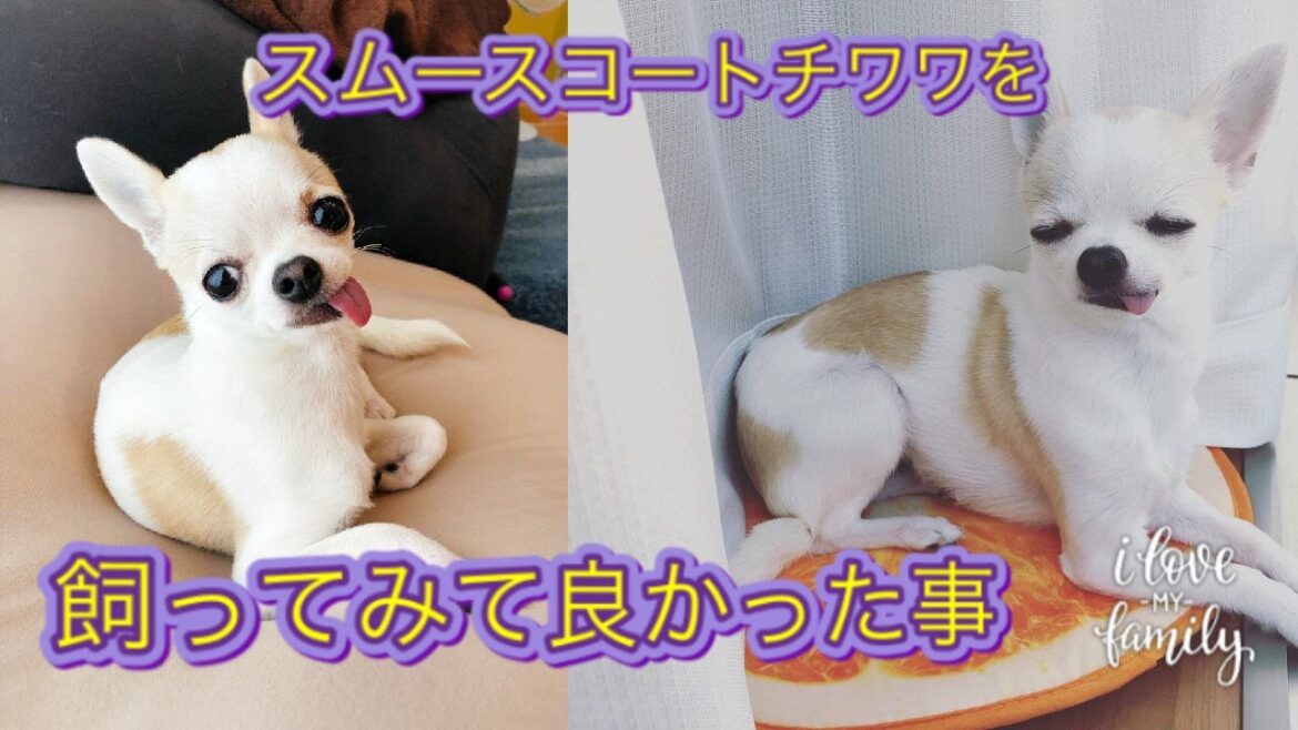 犬初心者/スムースコートチワワを飼って良かった事 犬初心者/スムースコートチワワを飼って良かった事