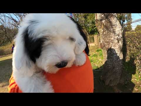 生後66日🐾子犬のお迎えにいってきました🐶🐶夢叶う‼️大型犬多頭飼❣️❣️オールドイングリッシュシープドッグ子犬😍 生後66日🐾子犬のお迎えにいってきました🐶🐶夢叶う‼️大型犬多頭飼❣️❣️オールドイングリッシュシープドッグ子犬😍