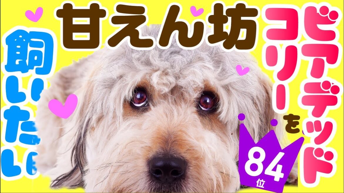 ❤️人気84位【ビアデッド・コリーってどんな犬？】子犬の価格や性格、寿命、飼いやすさは？ カワイイ動画でチェック！