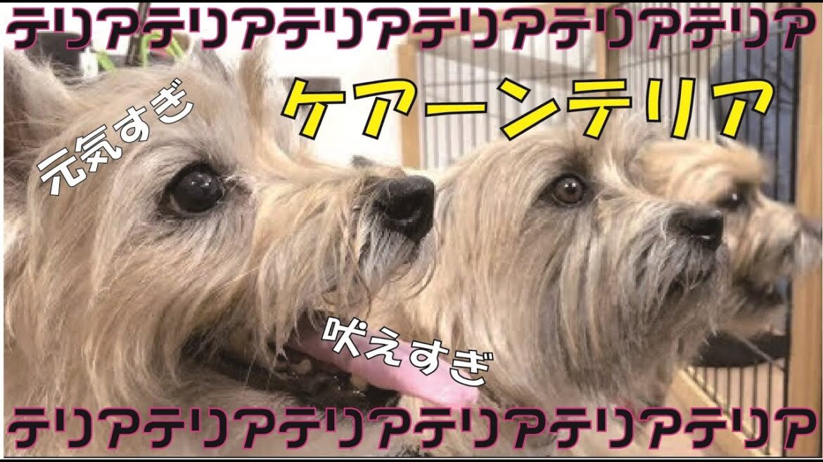 テリアの中のテリア!! ケアーンテリア大集合で松本君もタジタジ!?