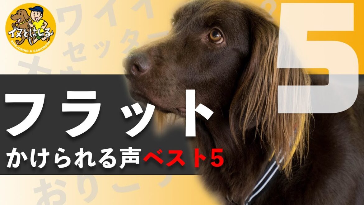 散歩でかけられる声ベスト5 【フラットコーテッドレトリーバー】#59