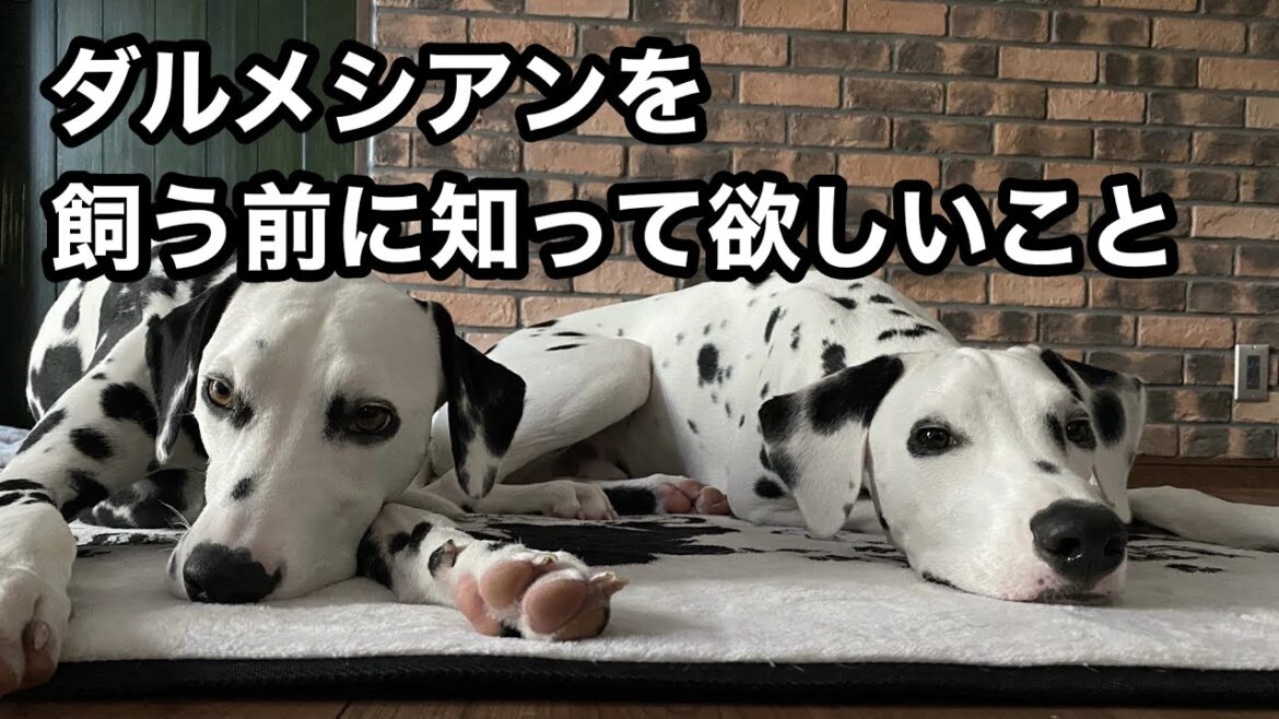 【飼う前に知って欲しい】ダルメシアンの運動量は半端ない？是非とも知って欲しい大切なこと。#大型犬#ダルメシアン#大切なこと