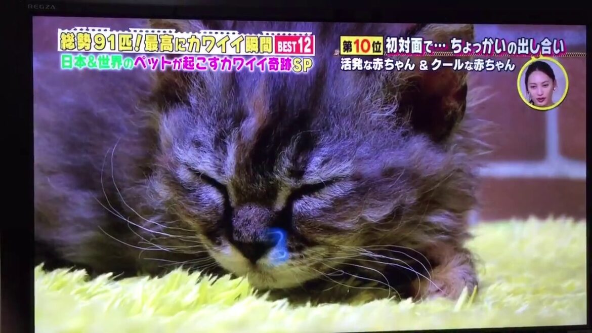 【癒し】スクーカムのちょっかいの出し合い　超かわいい
