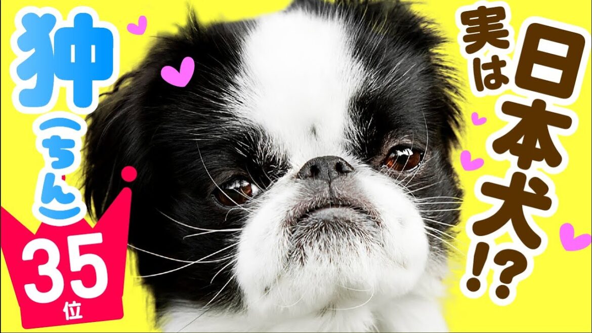 ❤️人気35位【狆（ちん）ってどんな犬？】子犬の価格や性格、寿命、飼いやすさは？ カワイイ動画でチェック！