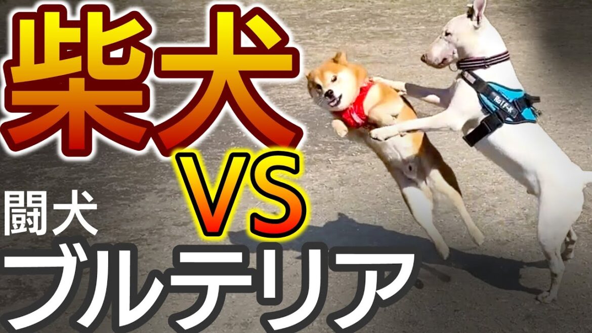 ブルテリアと柴犬をドッグランで触れ合わせるとこうなる / Battle of Bull Terrier and Shiba Inu ブルテリアと柴犬をドッグランで触れ合わせるとこうなる / Battle of Bull Terrier and Shiba Inu