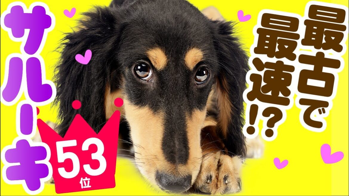 ❤️人気53位【サルーキってどんな犬？】子犬の価格や性格、寿命、飼いやすさは？ カワイイ動画でチェック！