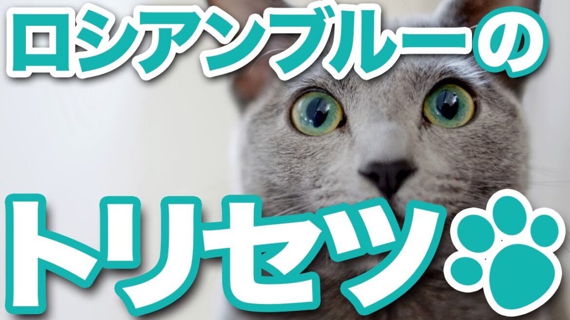ロシアンブルーを１年飼ってみてわかった😻ロシアンブルーを飼いたい人用猫動画😸【ロシアンブルーかわいいですよ♪】ロシアンブルー取扱説明猫動画【ねこ　cat】