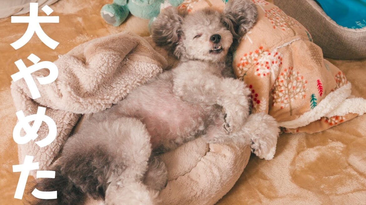 🐶犬をダメにすると噂のニトリNウォームを買ったらこうなったwww【トイプードル】 🐶犬をダメにすると噂のニトリNウォームを買ったらこうなったwww【トイプードル】