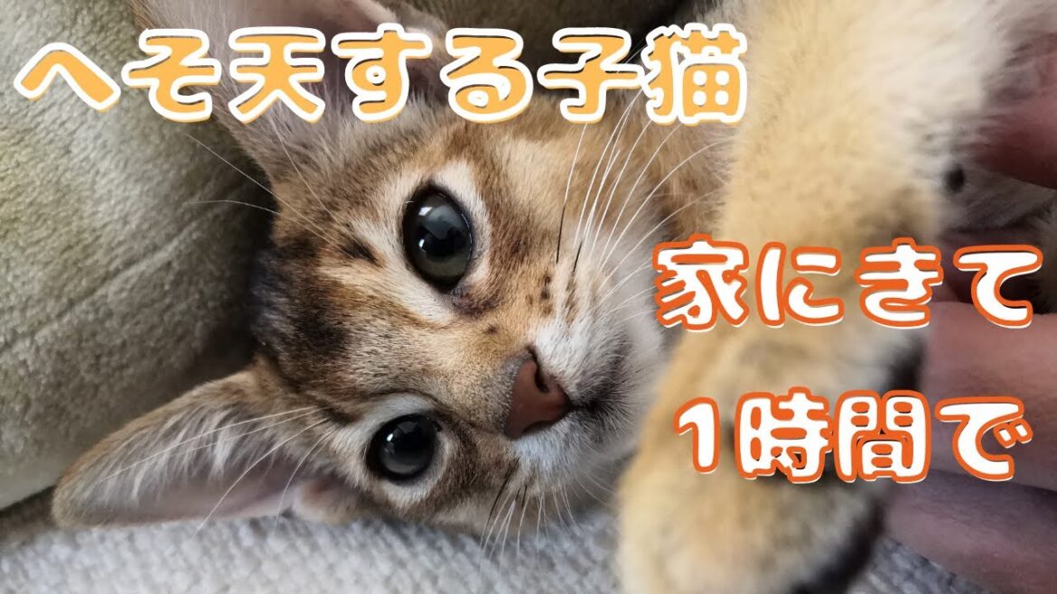 男2人暮らしに天使な子猫がやってきた | アビシニアンの子猫アビー
