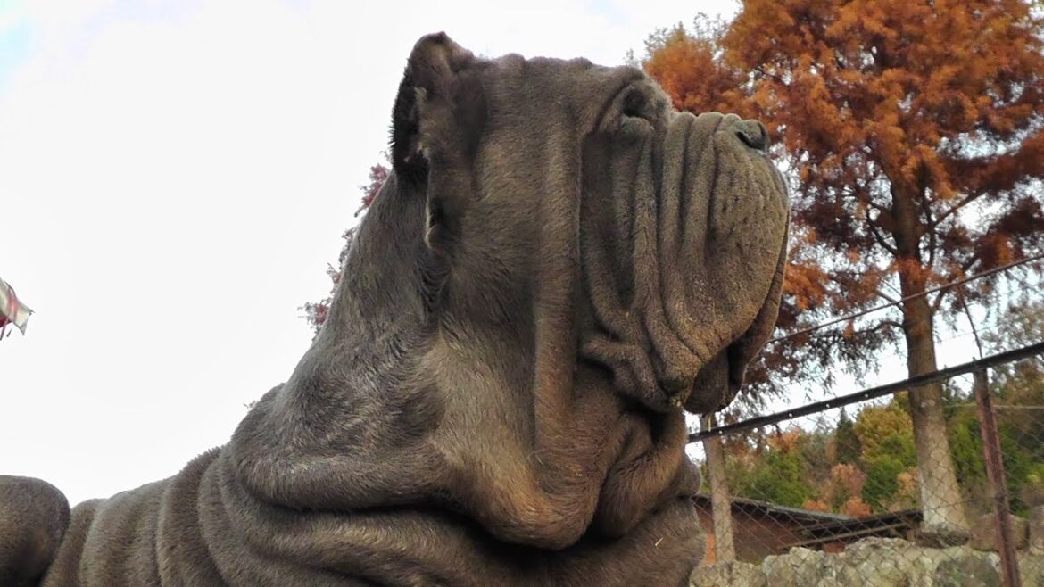 世界一怖い顔の犬 ナポリタンマスティフ(ワールド牧場)
