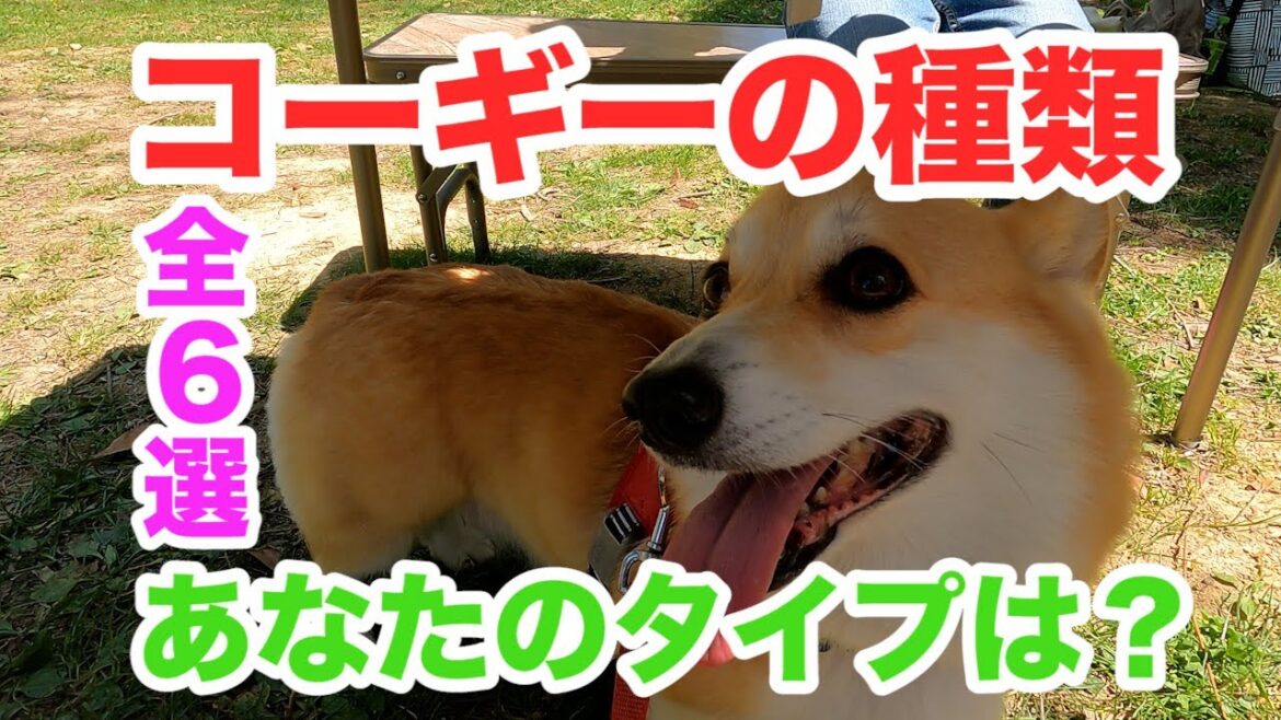 【決定版】あなたが未だ知らないコーギーに出会えるかも、、コーギー全種類をご紹介！ Introducing all Corgi species, even if you don't know yet．