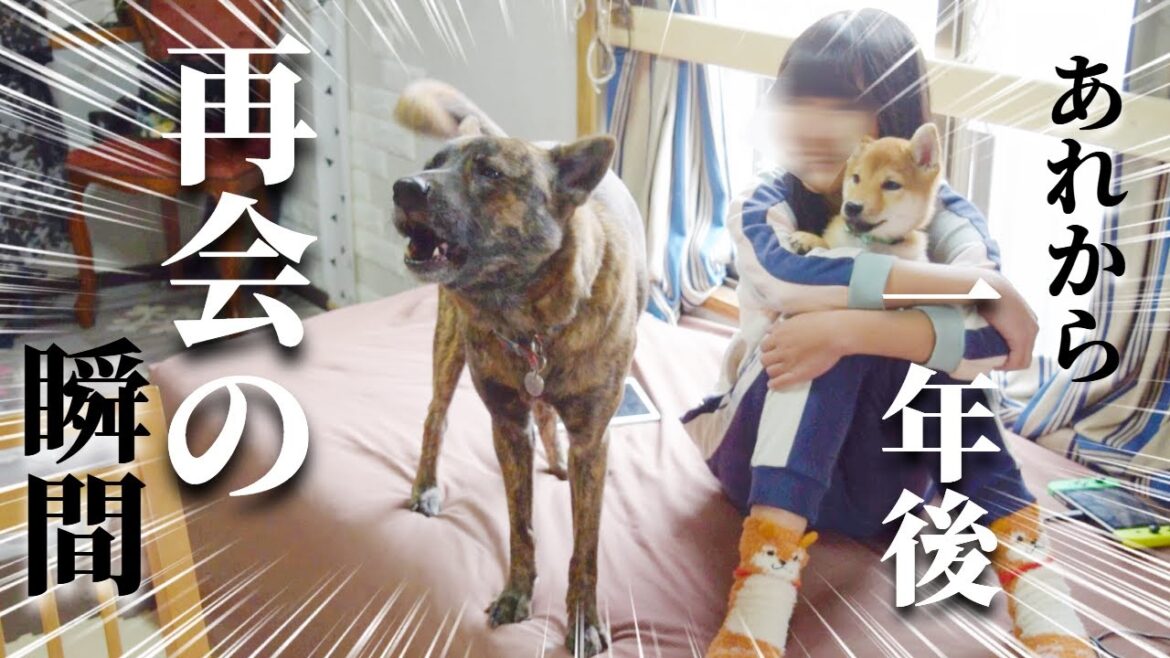 まさかの反応に驚き！甲斐犬が柴犬の子犬を守ってから一年後、再びばぁばがやってきたら…【甲斐犬・柴犬】