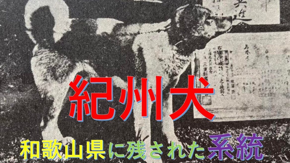 紀州犬和歌山に残された系統【Samurai dog TV】