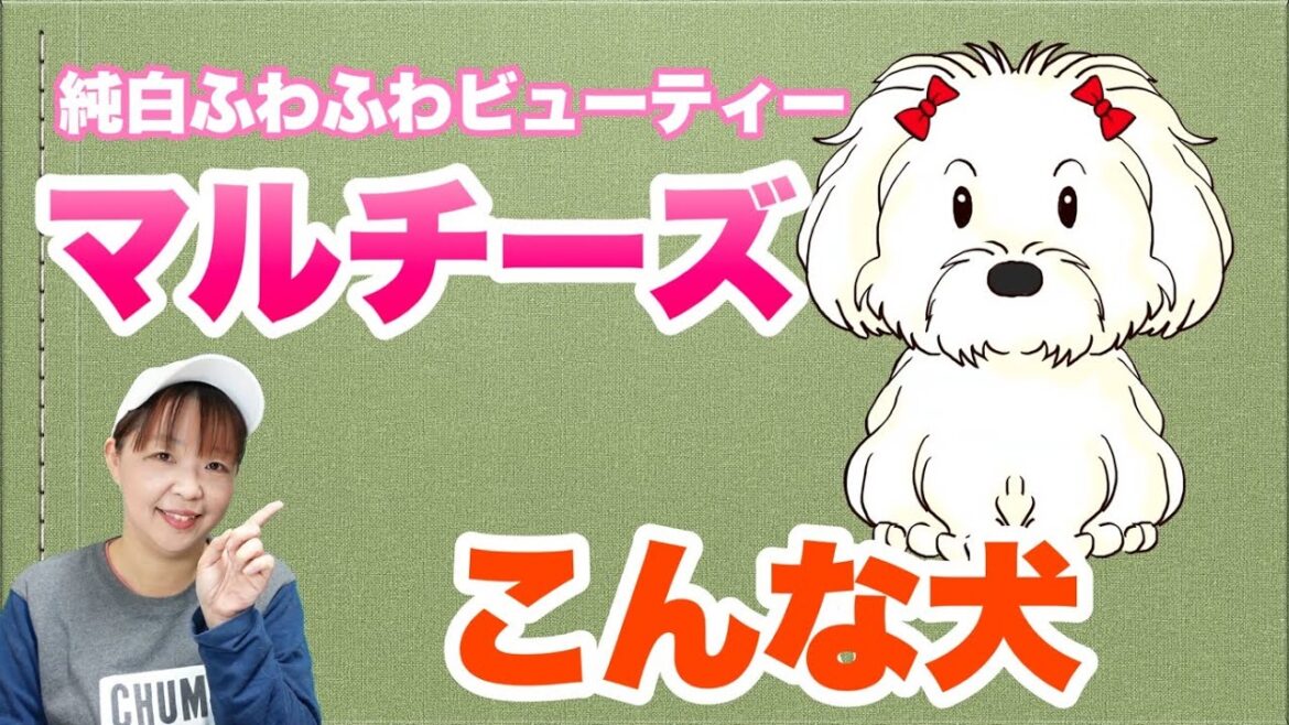 マルチーズってこんな犬！ドッグトレーナーが独断と偏見を交えて解説します！