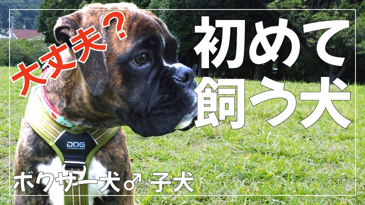 初めて飼う犬が大型犬・ボクサー犬 どんな暮らしが待っていた? 【犬との暮らし】 初めて飼う犬が大型犬・ボクサー犬 どんな暮らしが待っていた? 【犬との暮らし】