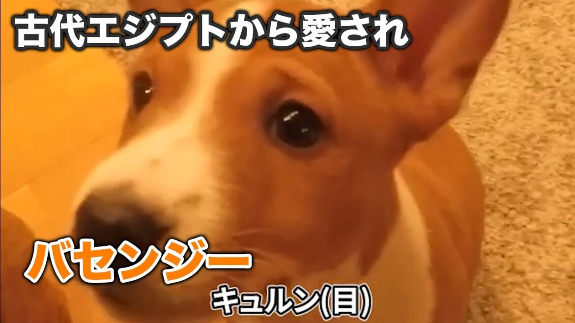 【バセンジー】人類にとって最高の犬、と欧米で呼ばれる、バセンジーかわいい集【犬】