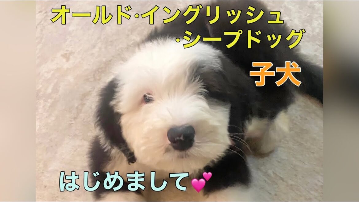 オールドイングリッシュシープドッグ子犬お迎えしました！ OES 大型犬
